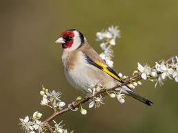 goldfinch-on-branch-web