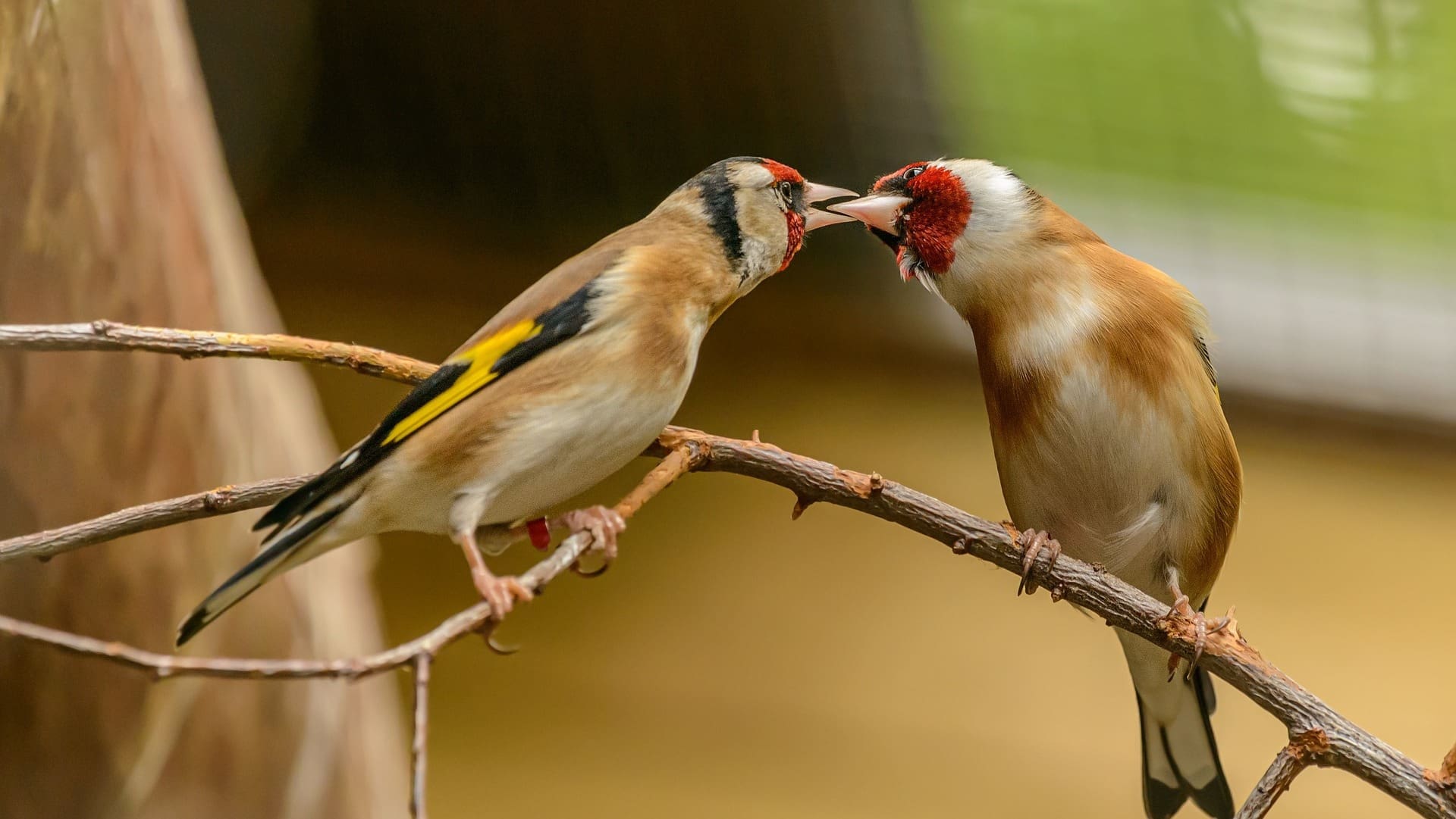 goldfinch news story img